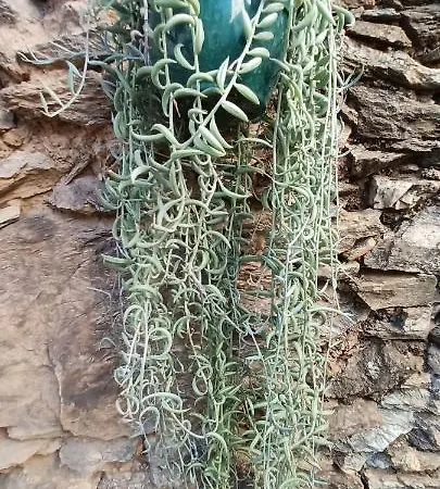 Σπίτι διακοπών Casa Maricolilla Cortelazor