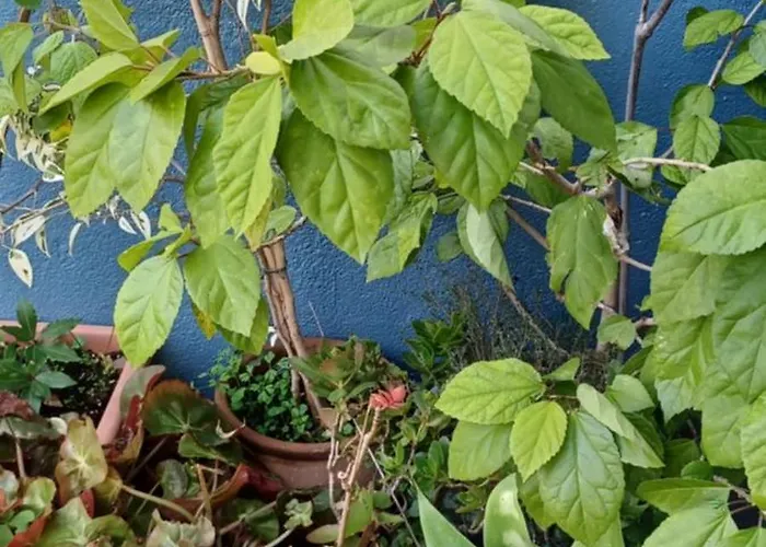 Casa Maricolilla 펜션 Cortelazor